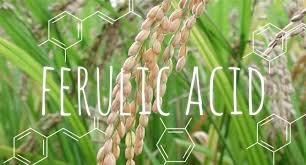 Ferulic acid - natural whitening ingredient