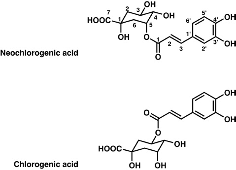 What is Neochlorogenic acid?