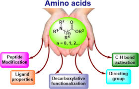 What's the differences between different amino acids?
